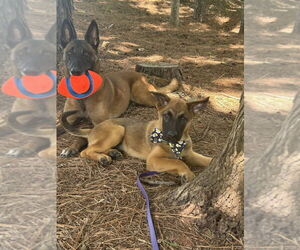 German Shepherd Dog-Unknown Mix Dogs for adoption in Imlay City, MI, USA