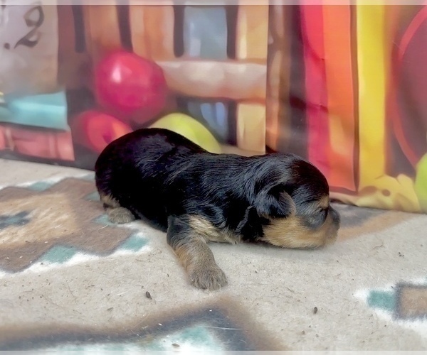 Medium Photo #37 Morkie Puppy For Sale in CASSVILLE, MO, USA