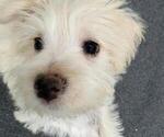 Image preview for Ad Listing. Nickname: Sugar