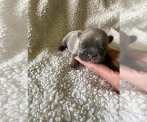 French Bulldog Puppy for sale in FINLAYSON, MN, USA
