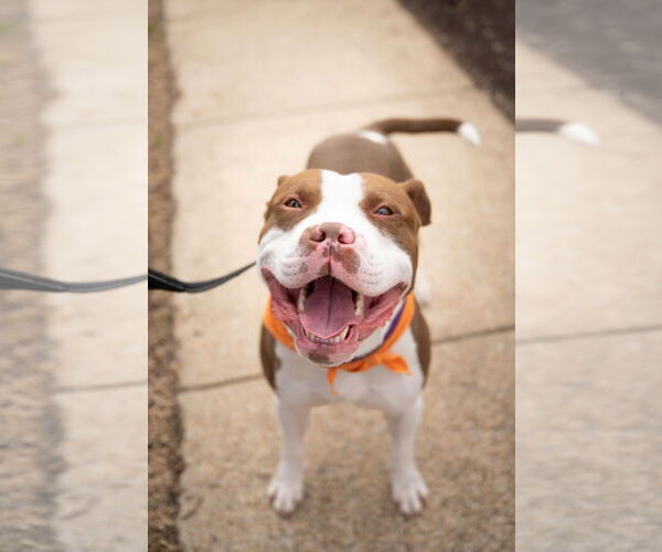 Medium Photo #3 Mutt Puppy For Sale in Alexandria, VA, USA