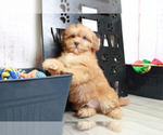 Small Photo #5 Shih-Poo Puppy For Sale in MARIETTA, GA, USA