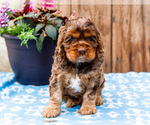 Small Photo #36 Cocker Spaniel Puppy For Sale in WAKARUSA, IN, USA
