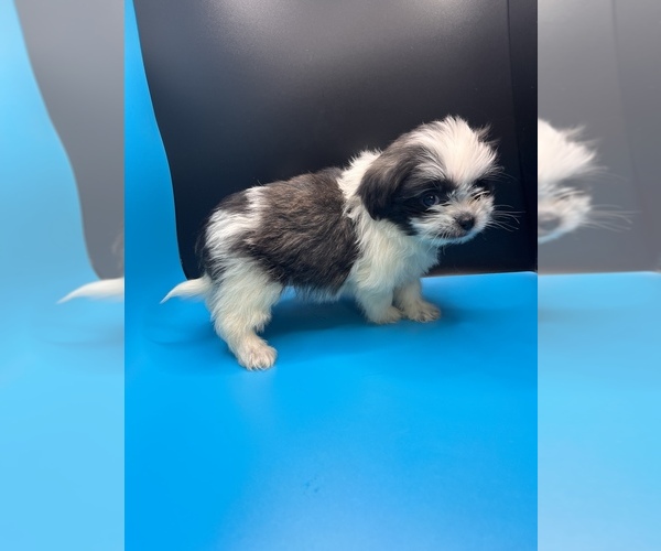 Medium Photo #12 Maltipoo-Shih Tzu Mix Puppy For Sale in SAINT AUGUSTINE, FL, USA