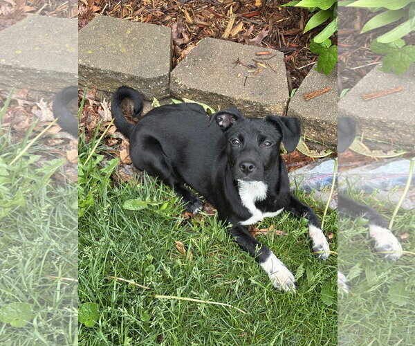 Medium Photo #1 Mutt Puppy For Sale in Coralville, IA, USA