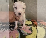 Small Photo #7 Dogo Argentino Puppy For Sale in ARLINGTON, TX, USA