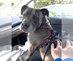 Small #5 American Pit Bull Terrier Mix