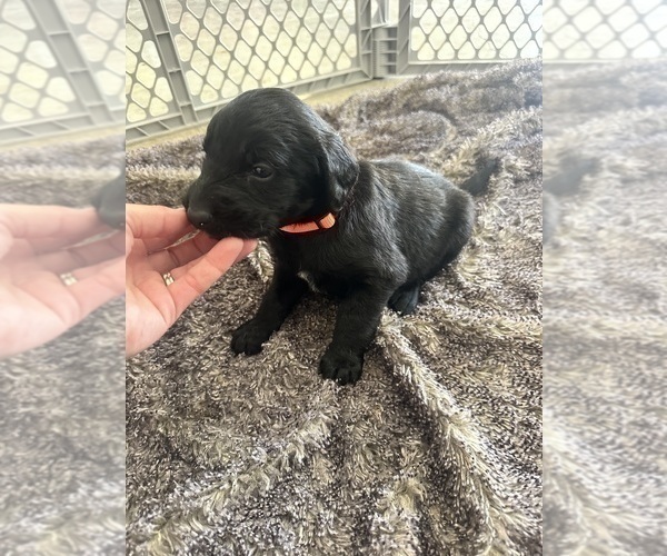 Medium Photo #5 Labradoodle Puppy For Sale in KIRKSVILLE, MO, USA