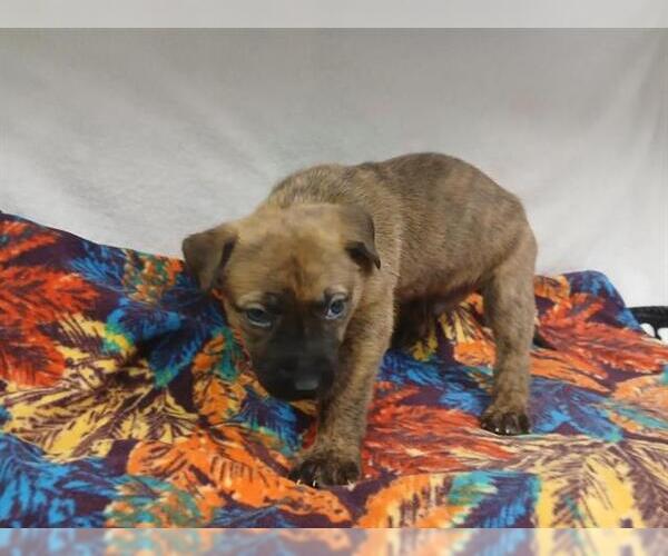 Medium Photo #1 Mutt Puppy For Sale in HESPERIA, CA, USA