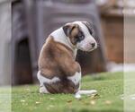Small #1 Boxer Mix