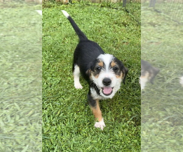 Medium Photo #3 Mutt Puppy For Sale in Aurora, IN, USA