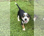 Small #2 Mutt