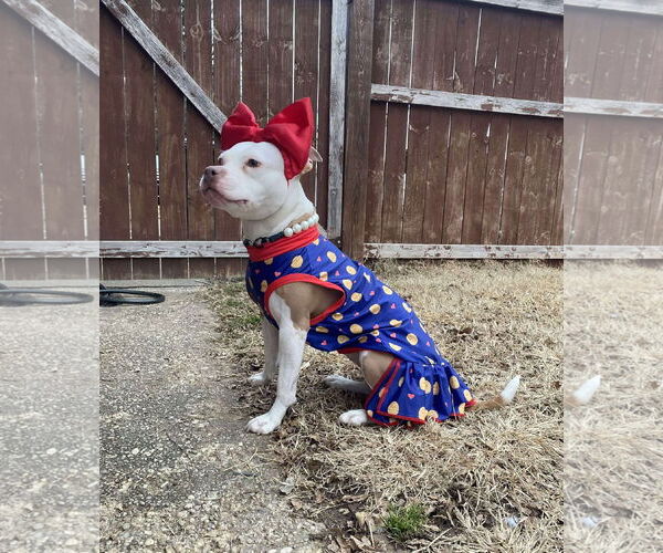 Medium Photo #2 Mutt Puppy For Sale in Rockville, MD, USA