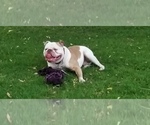 Small Photo #1 American Bulldog Puppy For Sale in WATERTOWN, WI, USA