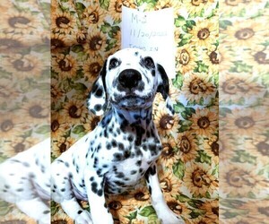 Dalmatian Puppy for Sale in INDIANAPOLIS, Indiana USA