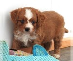 Small #1 Cavapoo
