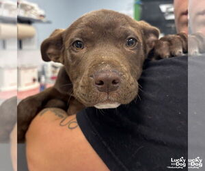 Labrador Retriever-Unknown Mix Dogs for adoption in Washington, DC, USA