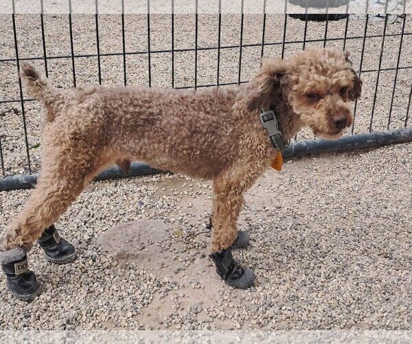 Medium Photo #1 Poodle (Miniature) Puppy For Sale in Mukwonago, WI, USA