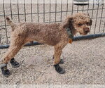 Small Poodle (Miniature)