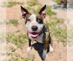 Small #1 Boston Terrier Mix