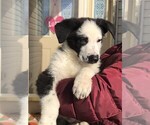 Small #7 German Shepherd Dog
