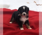Small Photo #10 Australian Shepherd Puppy For Sale in BLANCHARD, OK, USA