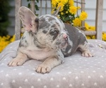 Small Photo #38 French Bulldog Puppy For Sale in GOSHEN, IN, USA