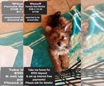 Small Morkie