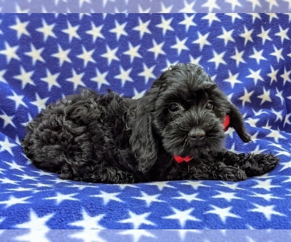 Medium Photo #9 Cock-A-Poo-Poodle (Miniature) Mix Puppy For Sale in CHRISTIANA, PA, USA