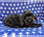 Small Photo #9 Cock-A-Poo-Poodle (Miniature) Mix Puppy For Sale in CHRISTIANA, PA, USA
