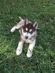 Small Photo #2 Siberian Husky Puppy For Sale in IRVING, TX, USA
