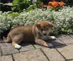 Indio - Male Shiba Inu Puppy for Sale - Small photo
