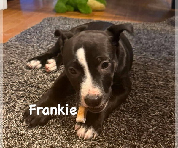 Medium Photo #1 American Pit Bull Terrier-Unknown Mix Puppy For Sale in Holly Springs, NC, USA