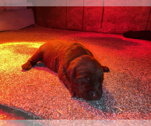 Medium Photo #2 Labrador Retriever Puppy For Sale in SAN JOSE, CA, USA