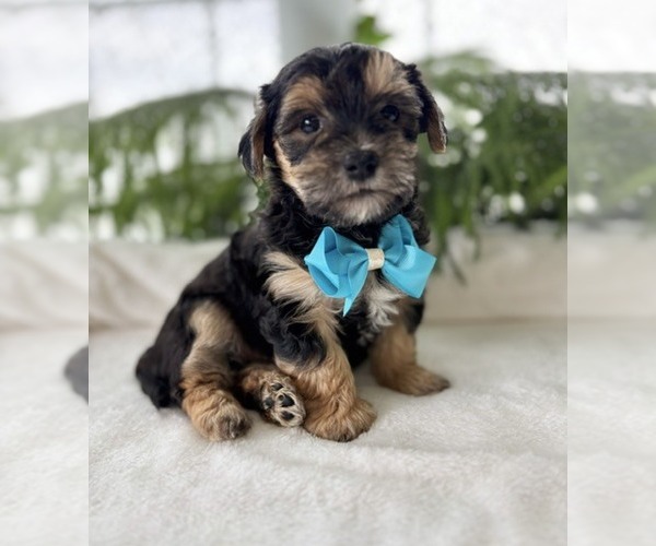 Medium Photo #5 Morkie Puppy For Sale in ROCK STREAM, NY, USA