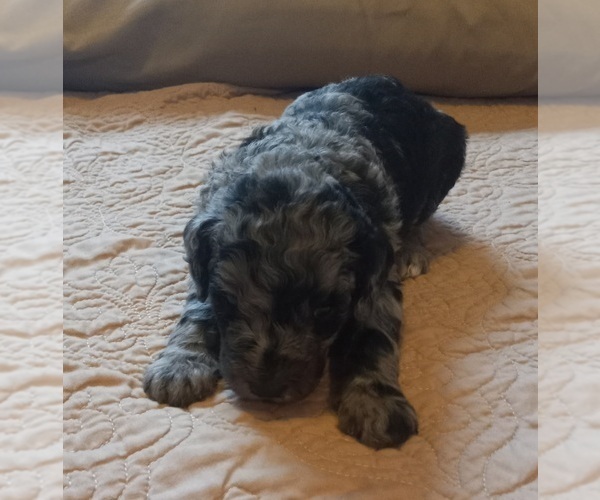 Medium Photo #9 Labradoodle Puppy For Sale in JEFFERSONTOWN, KY, USA