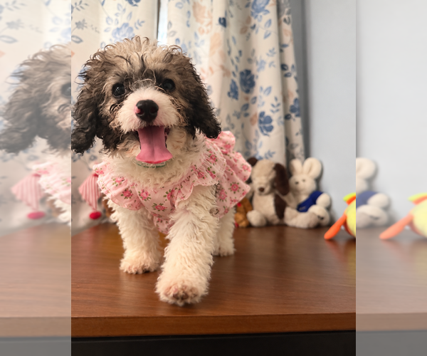 Medium Photo #36 Cockapoo (Miniature) Puppy For Sale in DURHAM, CT, USA