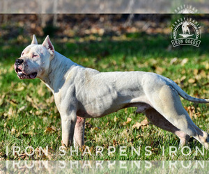 Father of the Dogo Argentino puppies born on 07/01/2022