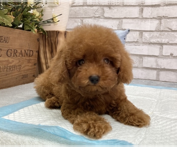 Medium Photo #8 Poodle (Toy) Puppy For Sale in LOS ANGELES, CA, USA