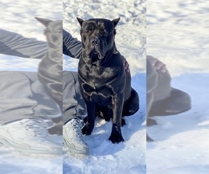 Father of the Cane Corso puppies born on 02/10/2022