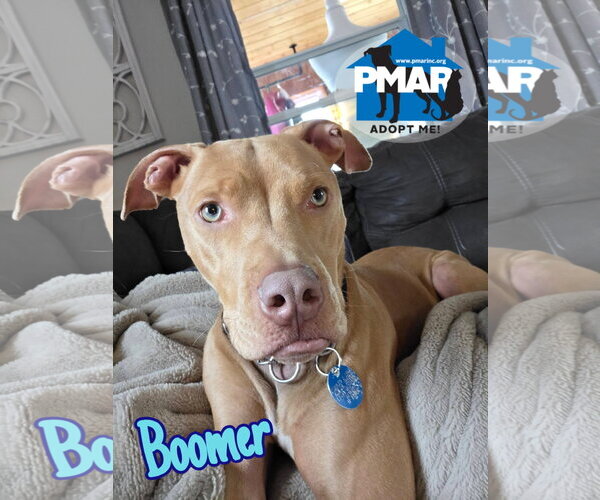 Medium Photo #1 Mutt Puppy For Sale in Binghamton, NY, USA