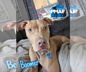 Mutt Dogs for adoption in Binghamton, NY, USA