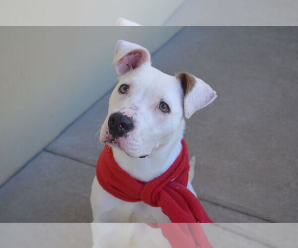 Medium Photo #2 Mutt Puppy For Sale in McKinney, TX, USA