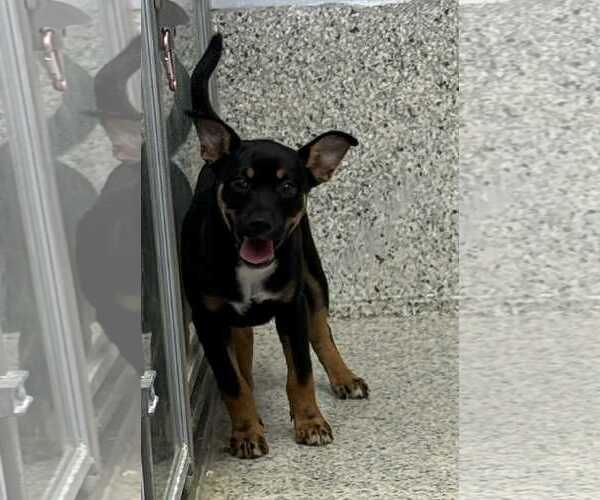 Medium Photo #4 Boxer-Unknown Mix Puppy For Sale in Mechanicsburg, PA, USA