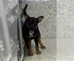 Small #3 Boxer Mix