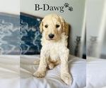 Small Photo #10 Poodle (Standard) Puppy For Sale in MURFREESBORO, TN, USA