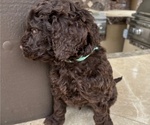 Small #3 Poodle (Standard)