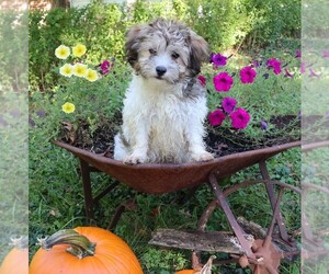 Havanese Puppy for sale in THREE RIVERS, MI, USA