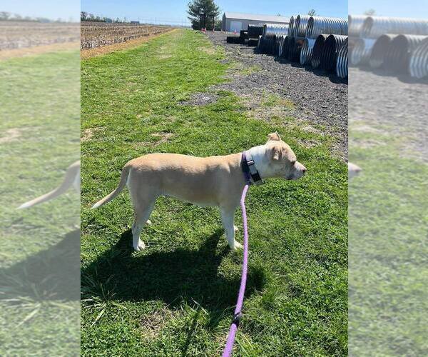 Medium Photo #3 Mutt Puppy For Sale in Evansville, IN, USA