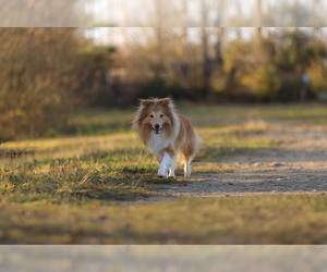 Mother of the Shetland Sheepdog puppies born on 02/12/2025